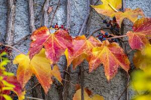 foglie colorate in autunno foto