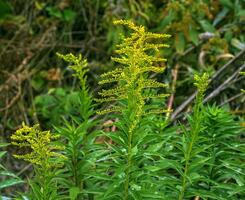 canadese verga d'oro o solidago canadensis. esso ha antispasmodico, diuretico e antinfiammatorio effetti. foto