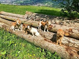 gruppo di giovane kromfohrlaender cani. imballare di cani su abbattuto albero tronchi foto