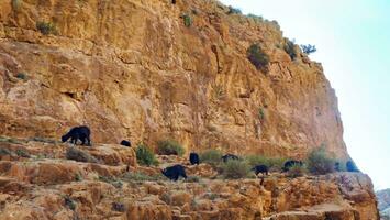 capre scalata lungo un' roccia viso nel il atlante montagne foto