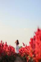 un' bellissimo femmina turista è avendo divertimento nel un' fiore giardino quello è fioritura nel il inverno di chiang Mai Provincia e femmina turisti anche piace per prendere fotografie dentro il bellissimo fiore giardino.