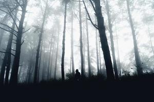 foresta oscura durante una nebbia, pino forestale in asia
