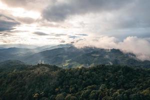 foresta oscura durante una nebbia, pino forestale in asia foto