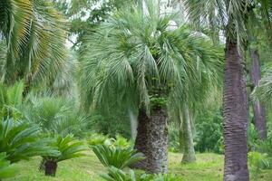 tropicale palma.giungla esotico pianta sfondo. foto