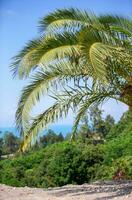tropicale palma albero contro il blu cielo. verticale tropicale alberi. foto