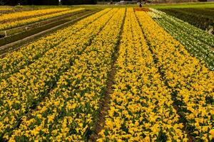 un' campo di giallo e bianca fiori nel il mezzo di un' campo foto