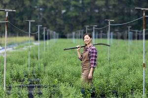 ritratto di asiatico giardiniere donna Tenere giardino forchetta mentre Lavorando nel crisantemo azienda agricola per tagliare fiore attività commerciale concetto foto