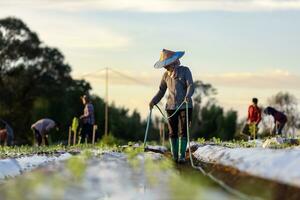 asiatico contadino è utilizzando tubo flessibile per irrigazione giovane verdura piantina nel pacciamatura film campo per in crescita organici pianta durante primavera stagione e agricoltura foto