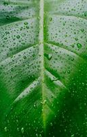 le foglie di tropicale pianta ''filodendro erubescens rosso Smeraldo'' vicino su. le foglie esposto per acqua piovana. tropicale pianta le foglie come sfondo. foto