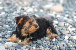 piccolo yakshinskiy yorkshire terrier nero e marrone foto