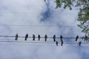 i piccioni si siedono sui fili contro il cielo blu. foto