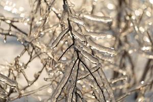 sfondo naturale con cristalli di ghiaccio sulle piante foto