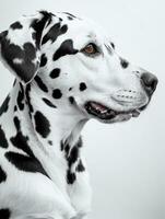 contento dalmata cane nero e bianca monocromatico foto nel studio illuminazione