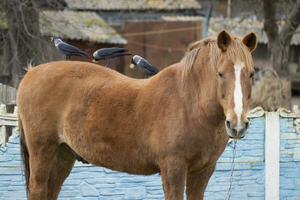 nazione vita. uccelli sedersi su il indietro di un' cavallo e Tirare su suo capelli per costruire un' nido. foto