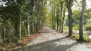 autunno strada alberi su tutti e due lati foto