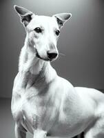 contento levriero cane nero e bianca monocromatico foto nel studio illuminazione