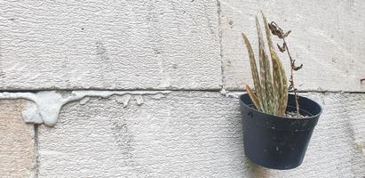 aloe vera sul vaso appeso al muro foto