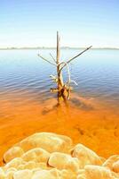 un' morto albero nel il acqua con arancia acqua foto