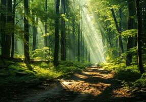 foresta nel il mattina con raggi di leggero passaggio attraverso il alberi. panoramico paesaggio. ambiente concetto. ai generato foto