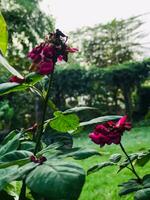 un' vicino su di alcuni rosa fiori nel un' giardino foto