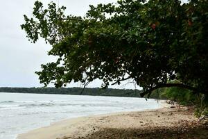 un' spiaggia con alberi e sabbia su il riva foto