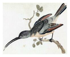 colibrì su un' ramo per il sinistra, anonimo, 1688 - 1698 foto