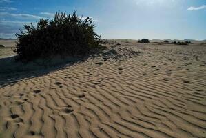 un' deserto con sabbia e impianti su il terra foto