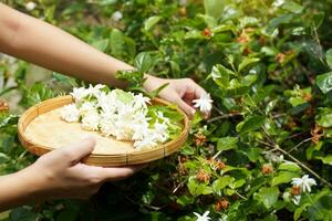 arabo gelsomino fiori raccolto a partire dal il giardino nel bambù cesti tailandese persone piace per uso gelsomino per galleggiante freddo acqua per bere. decorato come un' ghirlanda per culto il Budda Immagine e rendere incenso. foto