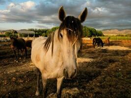 un' cavallo è in piedi nel un' sporco campo foto