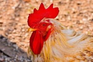 un' vicino su di un' Gallo con un' rosso pettine foto