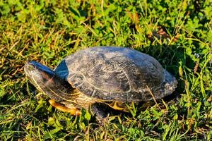 un' tartaruga è seduta su ghiaia e ciottoli foto