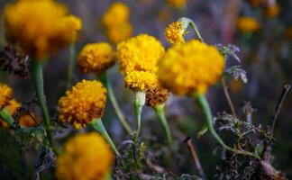 bellissimo arancia calendula fiori nel il campo, in forte espansione giallo calendula fiore giardino piantagione nel mattina foto