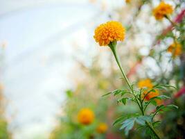 bellissimo arancia calendula fiori nel il campo, in forte espansione giallo calendula fiore giardino piantagione nel mattina foto