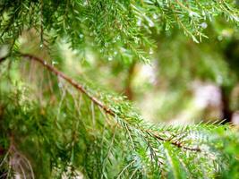 astratto sfondo di un' verde pino albero Natale naturale bokeh, bellissimo astratto naturale sfondo. sfocato sfocato soleggiato fogliame di verde pino alberi Natale sfondo. foto