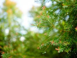 astratto sfondo di un' verde pino albero Natale naturale bokeh, bellissimo astratto naturale sfondo. sfocato sfocato soleggiato fogliame di verde pino alberi Natale sfondo. foto