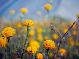 bellissimo arancia calendula fiori nel il campo, in forte espansione giallo calendula fiore giardino piantagione nel mattina foto