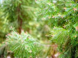 astratto sfondo di un' verde pino albero Natale naturale bokeh, bellissimo astratto naturale sfondo. sfocato sfocato soleggiato fogliame di verde pino alberi Natale sfondo. foto