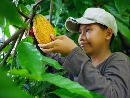 cacao contadino uso potatura cesoie per tagliare il cacao baccelli o frutta maturo giallo cacao a partire dal il cacao albero. raccogliere il agricolo cacao attività commerciale produce. foto