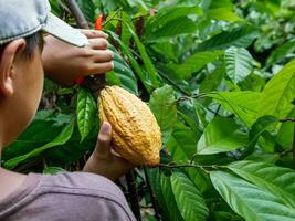 avvicinamento mani di un' cacao contadino uso potatura cesoie per tagliare il cacao baccelli o frutta maturo giallo cacao a partire dal il cacao albero. raccogliere il agricolo cacao attività commerciale produce. foto