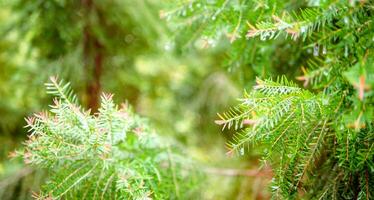 astratto sfondo di un' verde pino albero Natale naturale bokeh, bellissimo astratto naturale sfondo. sfocato sfocato soleggiato fogliame di verde pino alberi Natale sfondo. foto