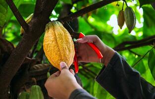 avvicinamento mani di un' cacao contadino uso potatura cesoie per tagliare il cacao baccelli o frutta maturo giallo cacao a partire dal il cacao albero. raccogliere il agricolo cacao attività commerciale produce. foto