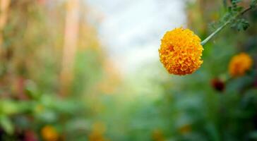 bellissimo arancia calendula fiori nel il campo, in forte espansione giallo calendula fiore giardino piantagione nel mattina, avvicinamento foto