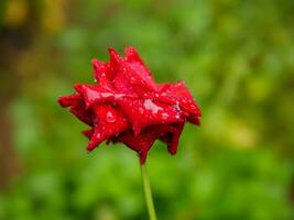 avvicinamento di bellissimo luminosa uno rosso rosa nel rugiada gocce dopo pioggia nel il primavera giardino all'aperto e verde foglia sfocatura nel sfondo foto