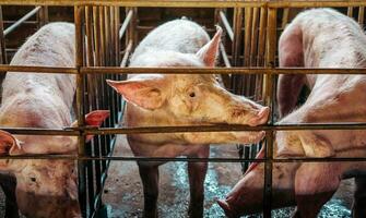 avvicinamento di maiale nel stabile, maiale allevamento azienda agricola nel gabbia suino attività commerciale nel ordinato.grande maiale su un' azienda agricola nel un' porcile, giovane grande domestico maiale a animale azienda agricola foto