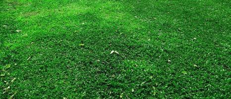 sfondo texture erba verde nel parco foto