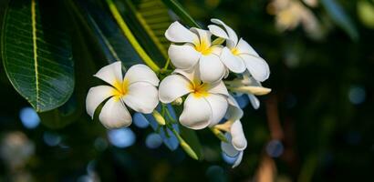 bianca e giallo plumeria fiori nel il estate su il tramonto. fiori sfondo. avvicinamento Visualizza. foto