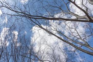 cielo blu con pieno di copertura arborea e nuvola, concetto di natura e cielo