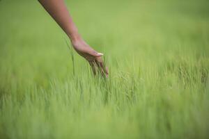 la mano della donna che tocca l'erba verde foto