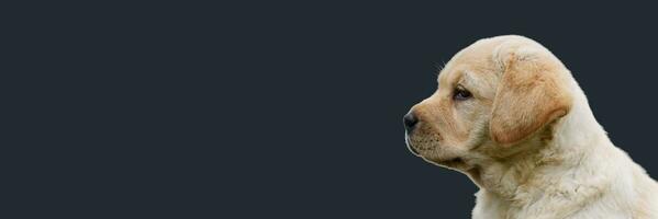 ritratto di labrador cucciolo isolato su un' grigio sfondo. foto con copia spazio.
