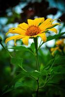 kembang bulan o Tithonia diversifolia con giallo petali foto